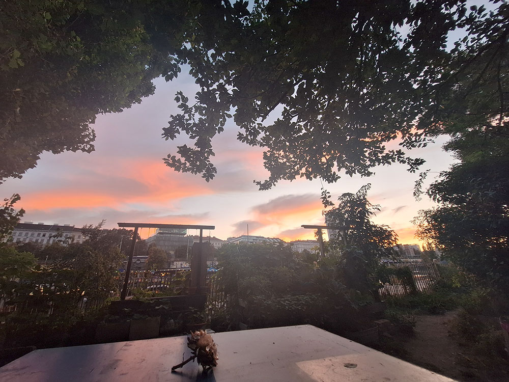 Abendstimmung im Gemeinschaftsgarten Donaukanal.