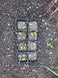 City-Zen-Boden-Garten-Donaukanal-10