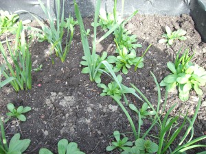 Gemeinschaftsgarten Donaukanal CIMG6926        