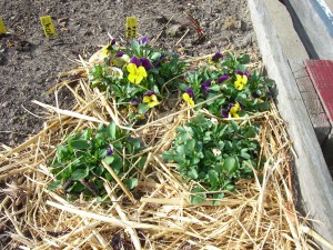 Gemeinschaftsgarten Donaukanal CIMG6927         