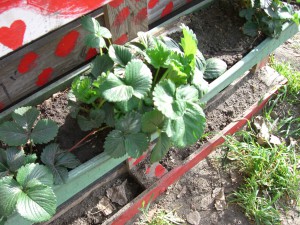 Gemeinschaftsgarten Donaukanal CIMG6939          