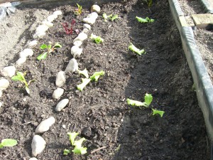 Gemeinschaftsgarten Donaukanal CIMG6943          