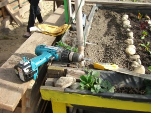 Gemeinschaftsgarten Donaukanal CIMG6952          