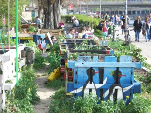 Gemeinschaftsgarten Donaukanal CIMG6977          