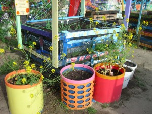 Gemeinschaftsgarten Donaukanal CIMG6991          