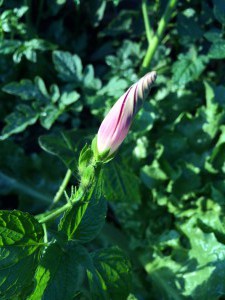 Gemeinschaftsgarten Donaukanal IMG 7550     