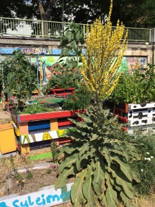 Gemeinschaftsgarten Donaukanal IMG 7562     