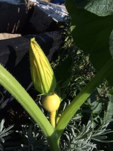 Gemeinschaftsgarten Donaukanal IMG 7565     