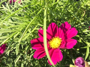 Gemeinschaftsgarten Donaukanal IMG 7567     